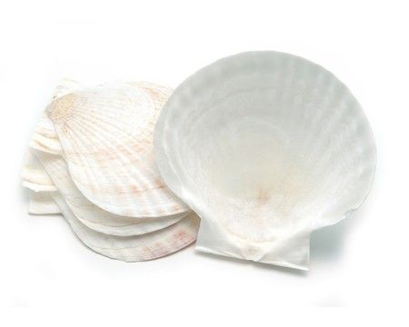 Nantucket Seafood 4 Natural Canape Shells